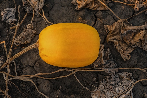 Citrouille mûre dans le jardin à côté de feuilles sèches en automne Concept d'Halloween