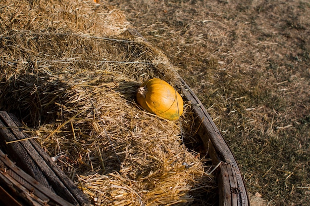 La citrouille mûre se trouve dans le grenier à foin