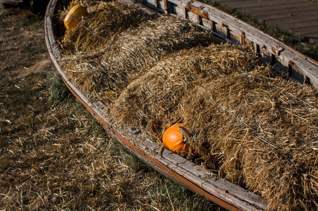 La citrouille mûre se trouve dans le grenier à foin