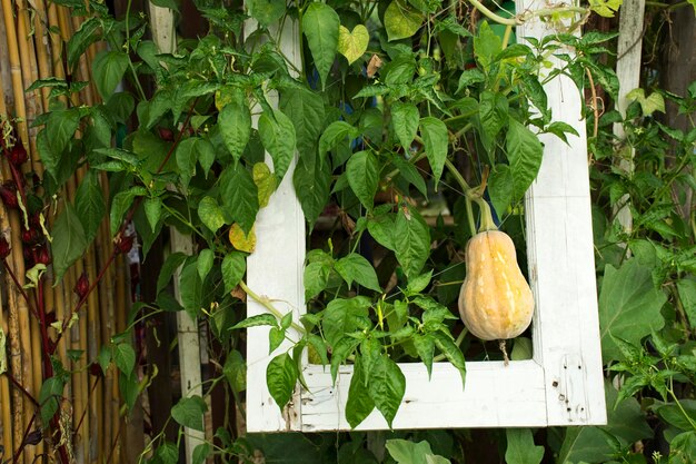 Citrouille musquée ou courge musquée plante dans le jardin de la ferme de plantation agricole à la campagne à Nonthaburi Thaïlande