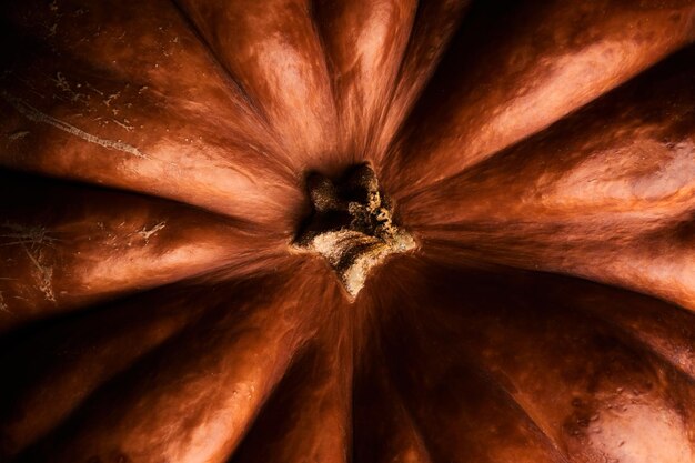 Citrouille orange mûre entière close up background