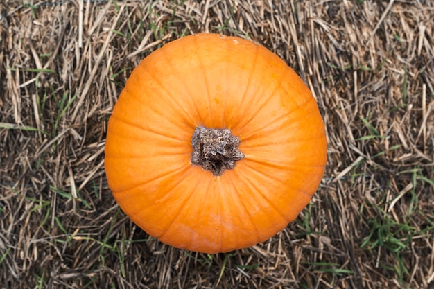 Une citrouille orange sur une paille Vue de dessus mise à plat