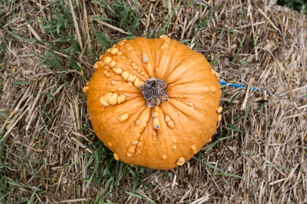 Une citrouille orange sur une paille Vue de dessus mise à plat