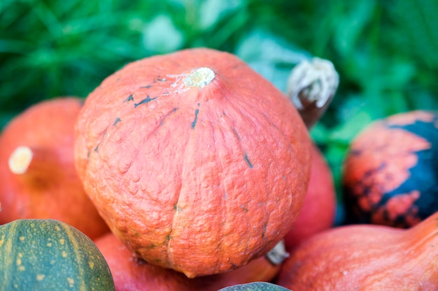 Citrouille orange sur le terrain en automne à la récolte