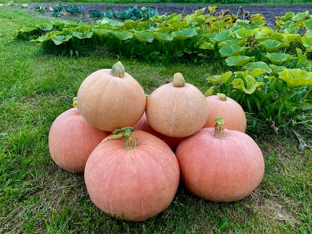 citrouille récoltée sur l'herbe libre