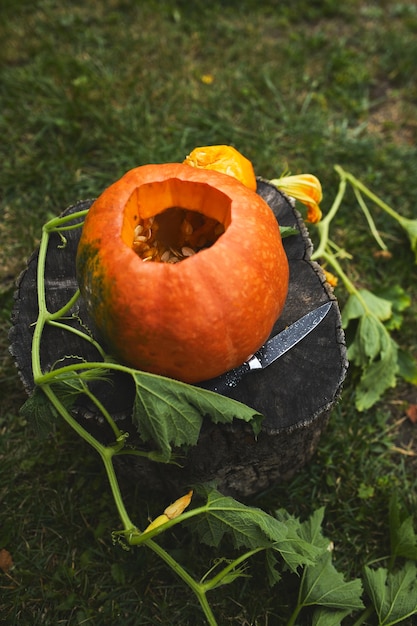 Citrouille sur souche dans le bois, jardin, extérieur, près du couteau, avant de sculpter pour Halloween, prépare Jack o'Lantern. Décoration pour fête, vue de dessus, gros plan, vue d'en haut, espace copie