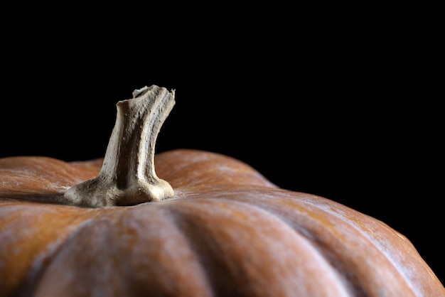 La citrouille à tige courte et sèche sur fond noir. Fermer.