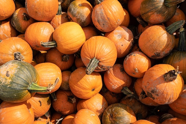 Citrouille à vendre à un champ de citrouilles