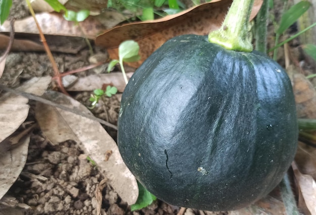 Une citrouille verte est au sol dans un jardin.