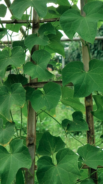 Citrouille verte laisse fond vertical