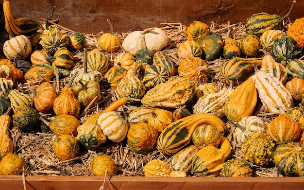 Photo citrouilles au marché fermier en plein air, patch de citrouilles, décor d'halloween avec diverses citrouilles d'automne