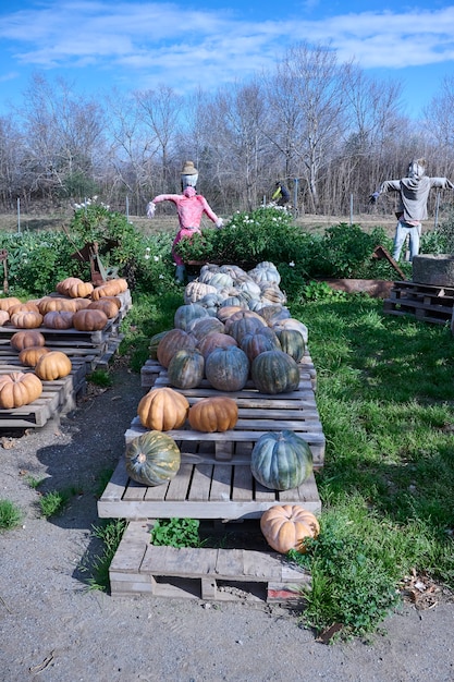 Citrouilles au marché de producteurs en plein air. verger de citrouilles.