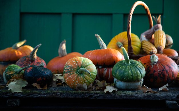 Citrouilles en automne carte de Thanksgiving