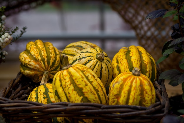 Citrouilles d'automne dans le panier