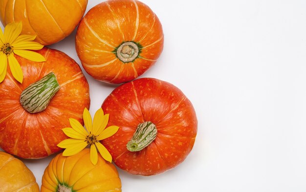 Citrouilles d'automne et fleurs jaunes