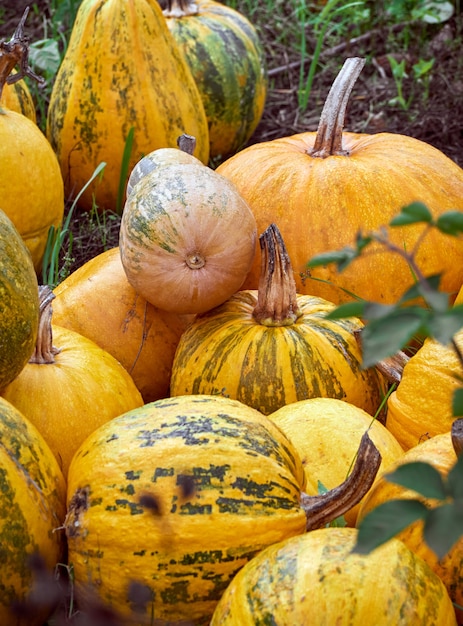 Citrouilles d'automne orange à la ferme.