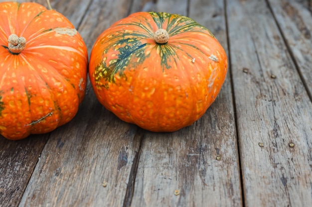 Des citrouilles avec de beaux motifs et des motifs naturels peuvent être utilisées pour Halloween c'est vraiment charmant