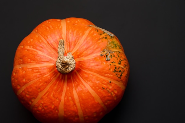 Des citrouilles avec de beaux motifs et des motifs naturels peuvent être utilisées pour Halloween c'est vraiment charmant