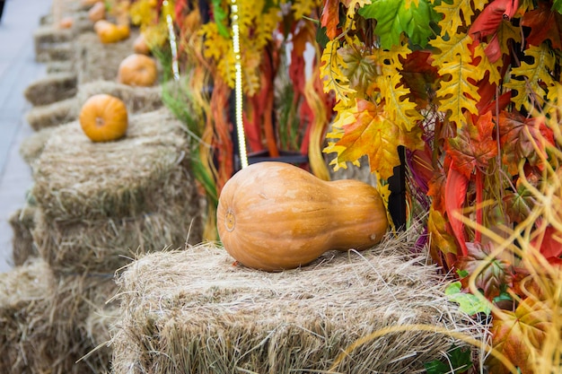 Citrouilles sur une botte de foin Allée de rue décorée pour le marché d'automne avec des feuilles rouges jaune orange