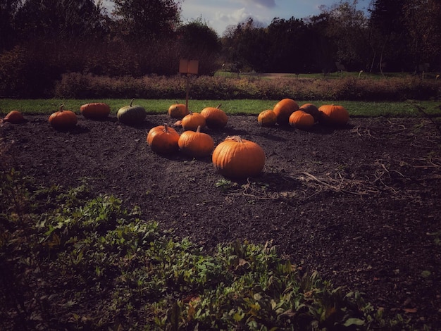 Photo des citrouilles sur le champ en automne