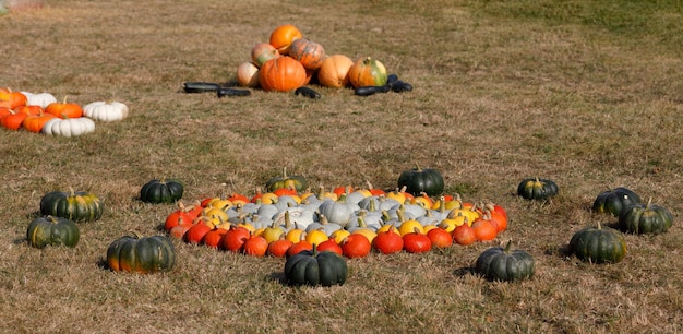 Photo des citrouilles sur le champ