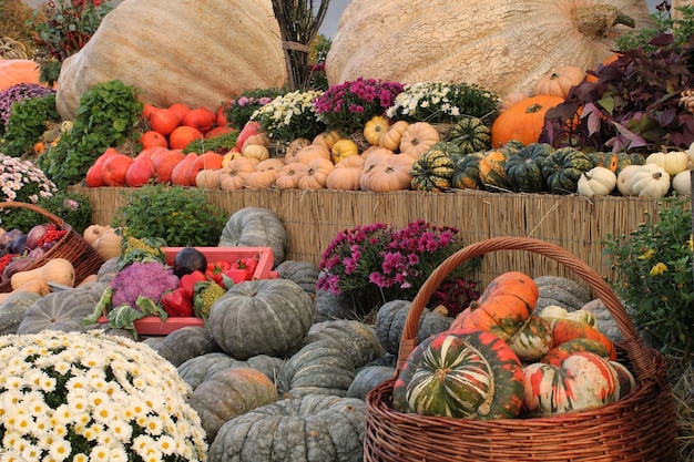 Citrouilles et courges organiques colorées sur la foire agricole. Concept de temps d'automne de récolte. Jardin f