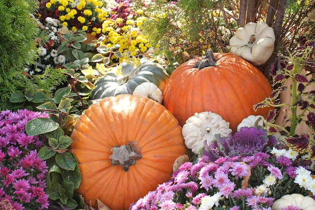 Citrouilles et courges organiques colorées sur la foire agricole. Concept de temps d'automne de récolte. Jardin f