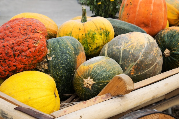 Citrouilles et courges ornementales colorées dans un chariot en bois