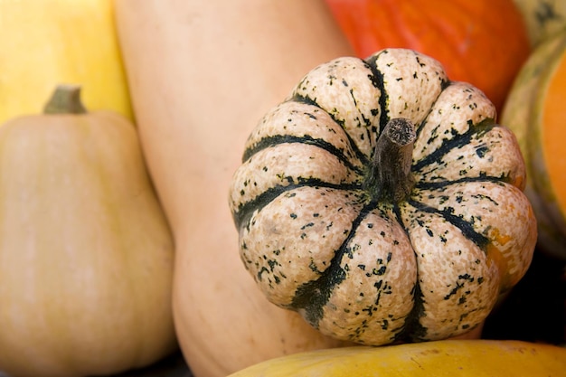 Citrouilles et courges