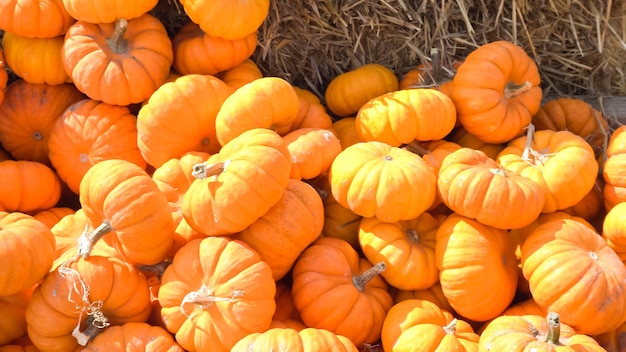 Citrouilles cueillies sur une pile de foin à la citrouille.