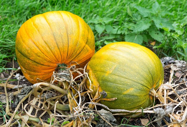 Citrouilles Dans Le Champ. Citrouilles au marché fermier en plein air. Patch de citrouille.