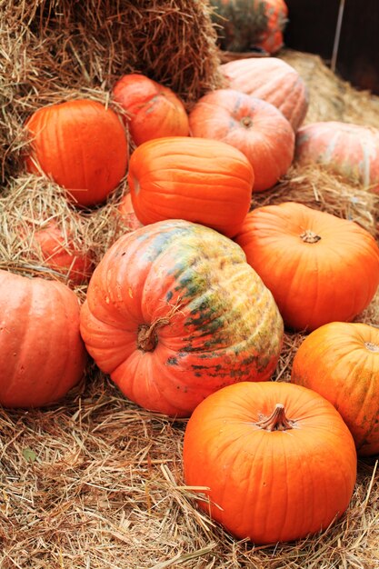 Citrouilles. décor pour la saison d'automne