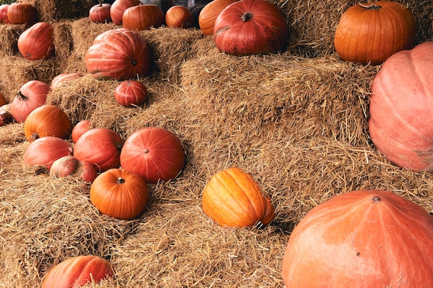 Des citrouilles décoratives au marché de la ferme se dressent sur des gerbes de foin. Thanksgiving et décor d'Halloween