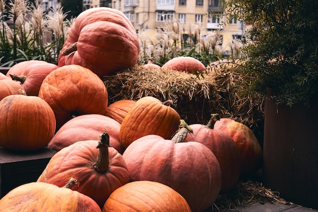 Des citrouilles décoratives au marché de la ferme se dressent sur des gerbes de foin. Thanksgiving et décor d'Halloween