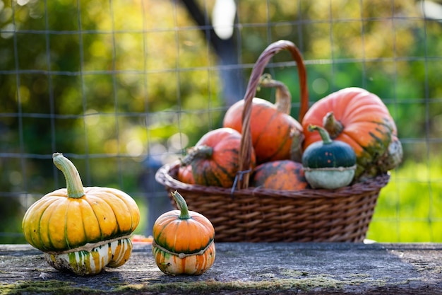 Citrouilles décoratives d'automne Thanksgiving ou concept de récolte de vacances d'Halloween