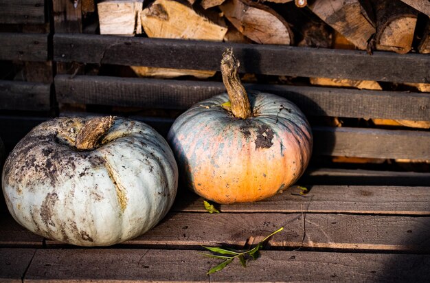 Citrouilles décoratives d'automne Thanksgiving ou concept de récolte de vacances d'Halloween