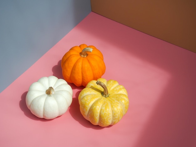 Citrouilles décoratives sur fond pastel