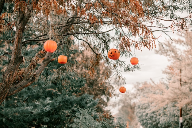 Citrouilles décoratives suspendues aux arbres