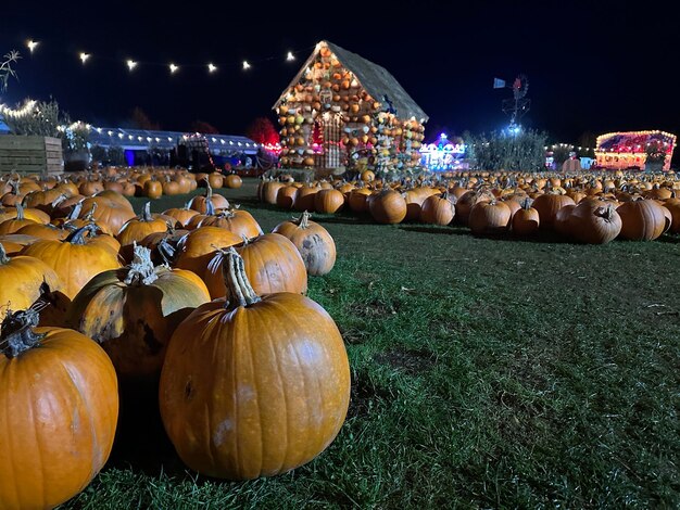 Des citrouilles énormes sur le champ de citrouilles d'Halloween