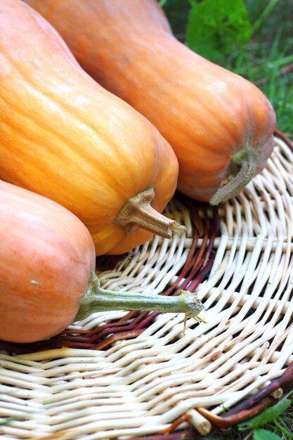 Citrouilles entières fraîches