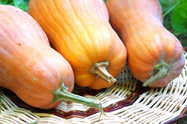 Citrouilles entières fraîches