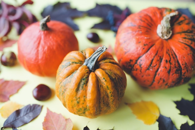 Citrouilles et feuilles sur une planche de bois