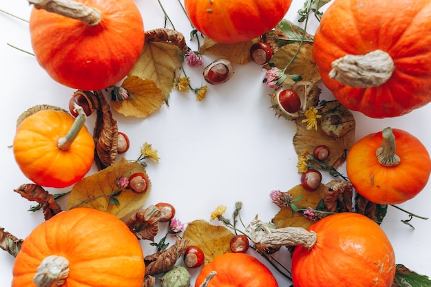 citrouilles sur fond blanc