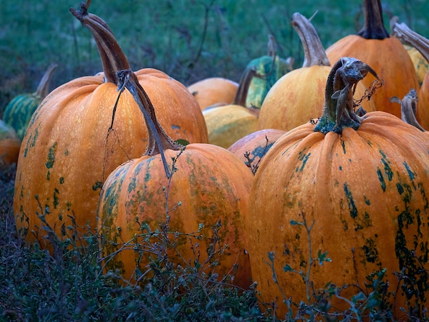 Citrouilles fraîches dans une ferme.