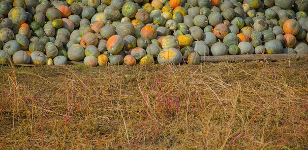 Citrouilles grises nommé Confection