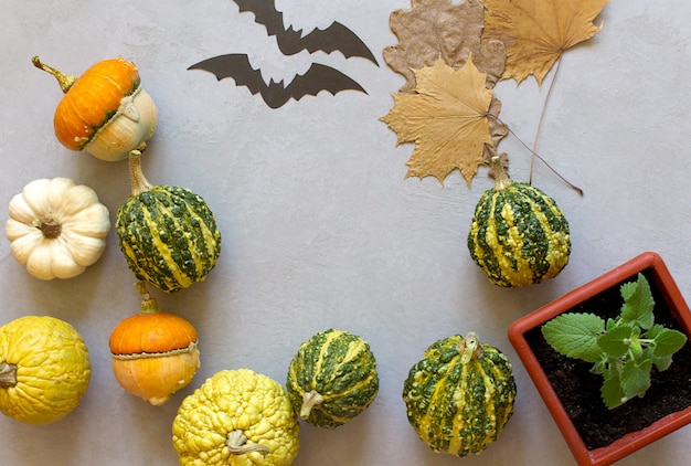 Photo citrouilles d'halloween d'automne, fond gris