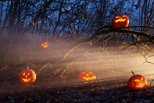 Citrouilles d'Halloween dans la forêt de nuit