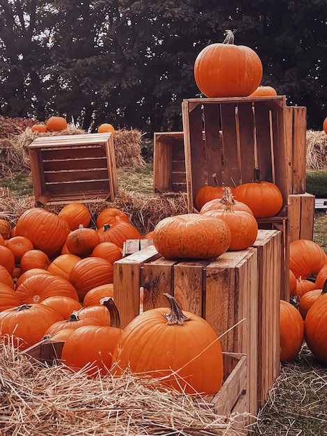 Citrouilles d'Halloween et décoration de vacances en automne récolte de citrouilles en champ rural et agriculture saisonnière en plein air dans la nature