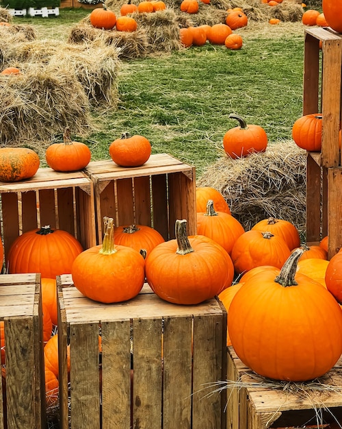 Citrouilles d'Halloween et décoration de vacances en automne récolte de citrouilles en champ rural et agriculture saisonnière en plein air dans la nature