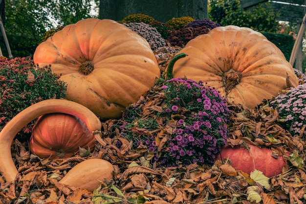 Citrouilles sur le marché Fête des citrouilles Marché d'automne